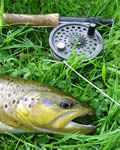 Beulah Cammarch 14ins trout